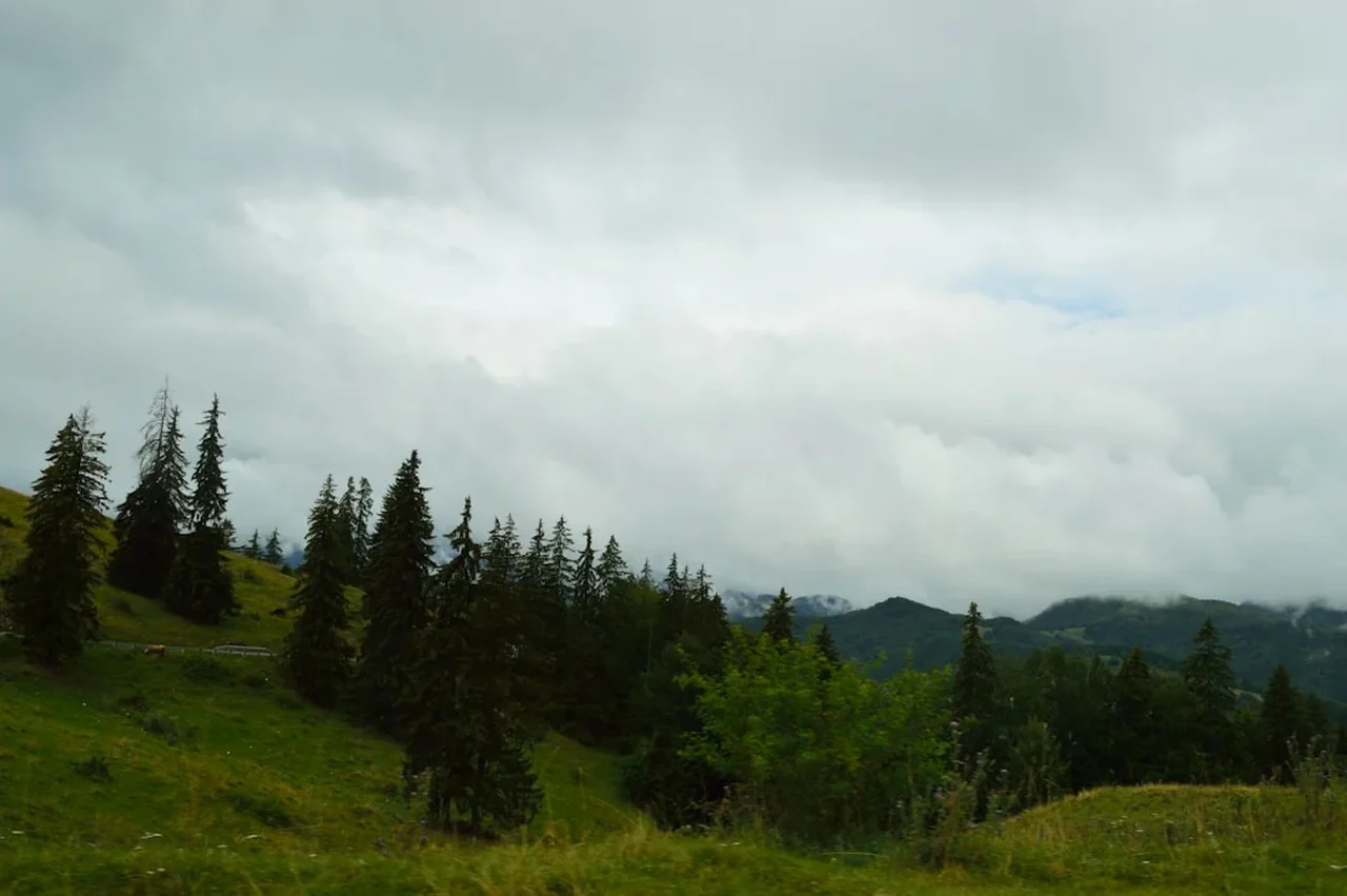 Reuters: România extinde cota de împușcare a urșilor, însă criticii spun că aplicarea regulilor rămâne deficitară